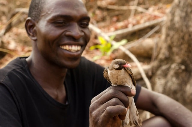 Orlando Yassene, a Yao honey-hunter, holding a male greater honeyguide that was temporarily captured for research in the Niassa National Reserve in Mozambique. Photo Credit: Claire Spottiswoode