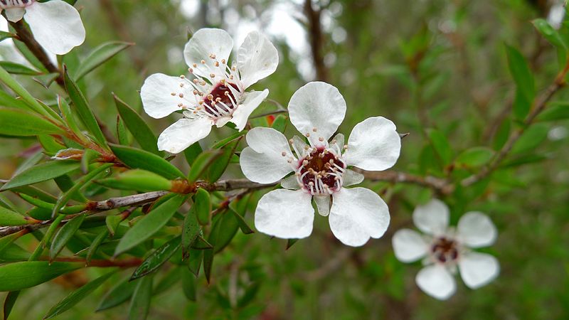 Common_Tea-tree_flower