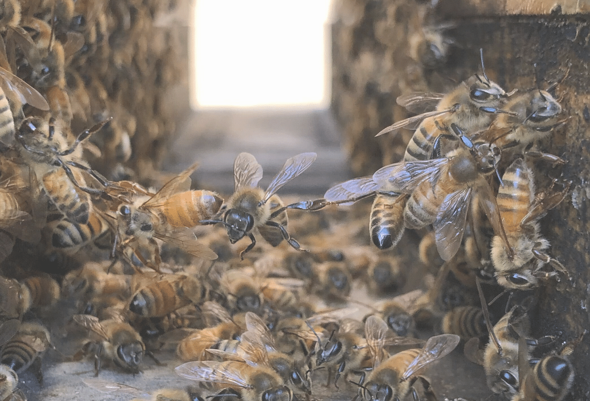 blockchain like bees